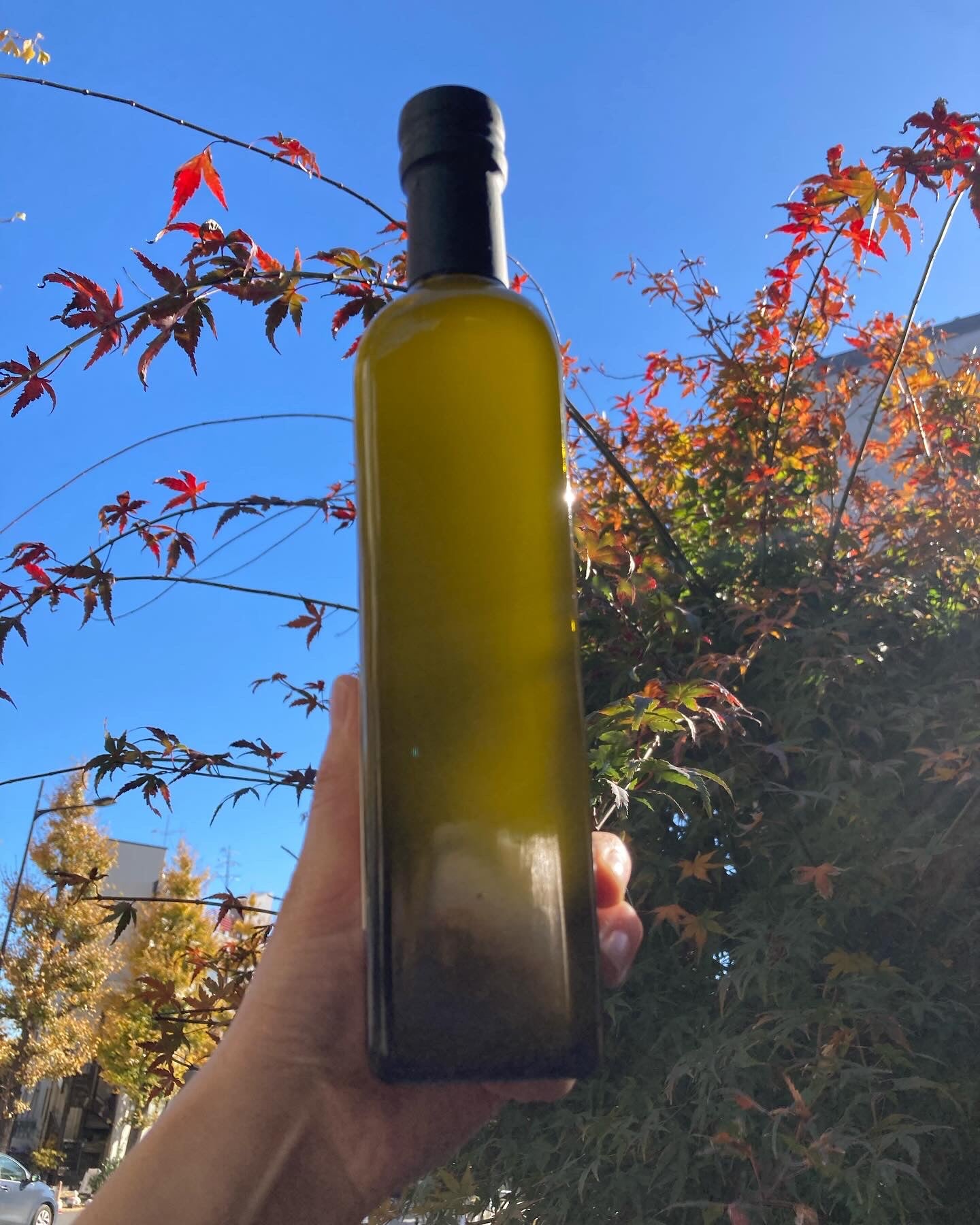 イタリア Colleoli産 extra Virgin オリーブオイル | イタリアと青森の